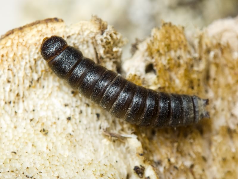 Cryphaeus cornutus (Fischer de Waldheim, 1823)